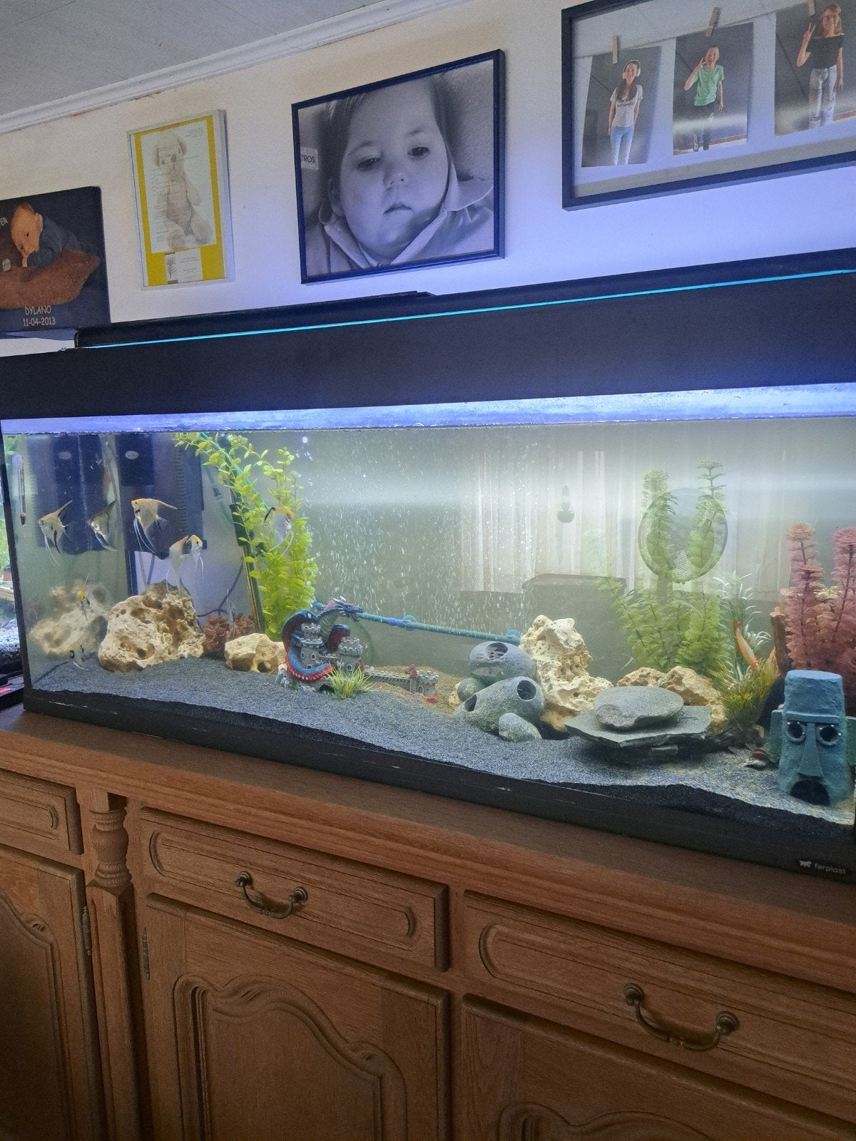 aquarium met toebehoren en maanvissen, Dieren en Toebehoren, Ophalen, Pomp, Gebruikt, Decoratie