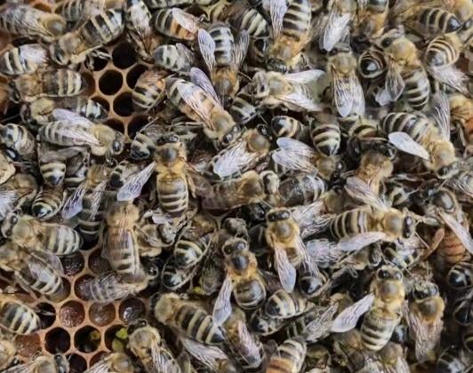 Carnica F1 koningin 2026, Dieren en Toebehoren, Bijen