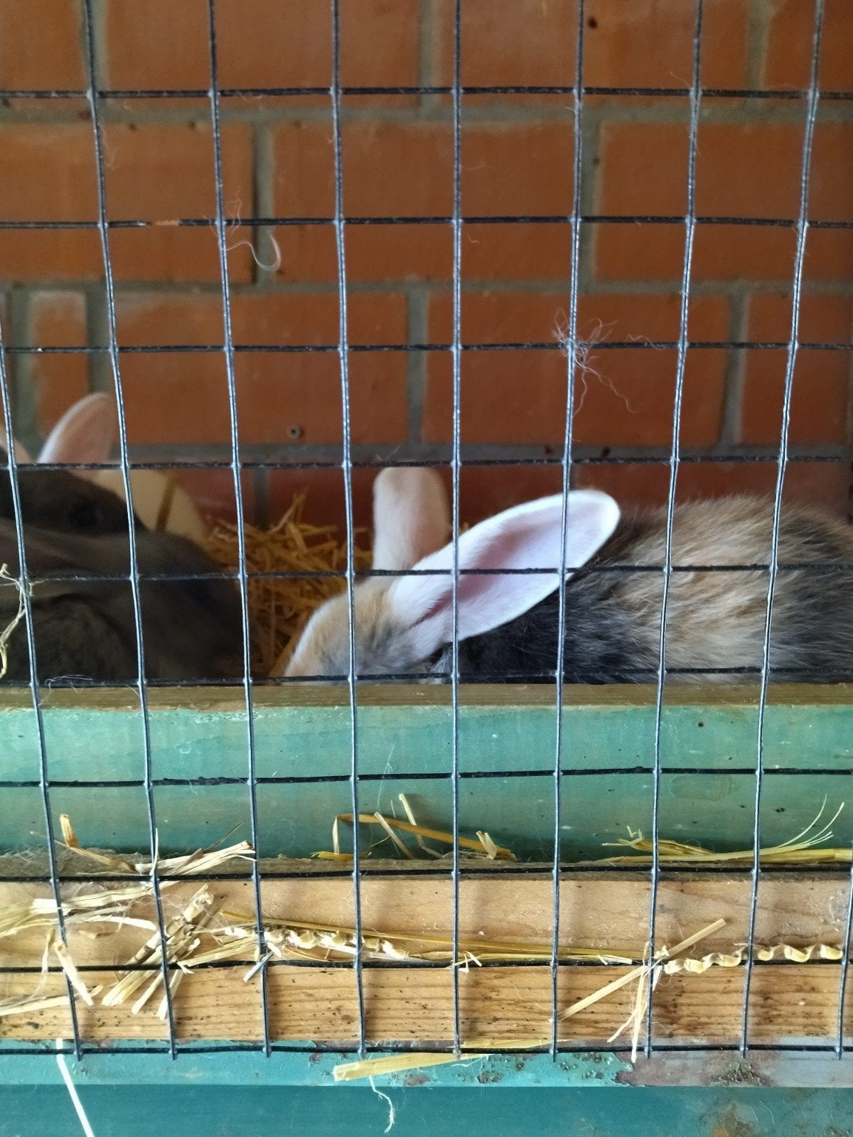 Ras Zuivere Duitse Reusjes, Plusieurs animaux, Grand, 0 à 2 ans