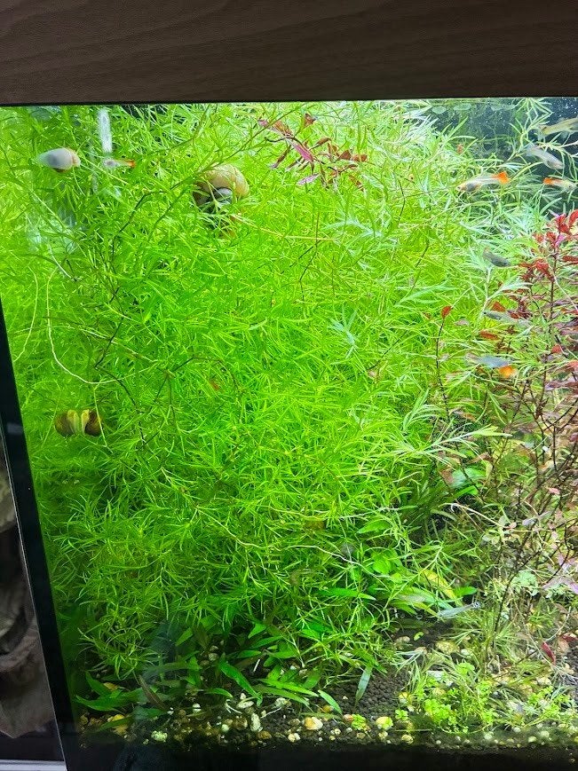 Guppy Gras (Najas Guadalupensis)