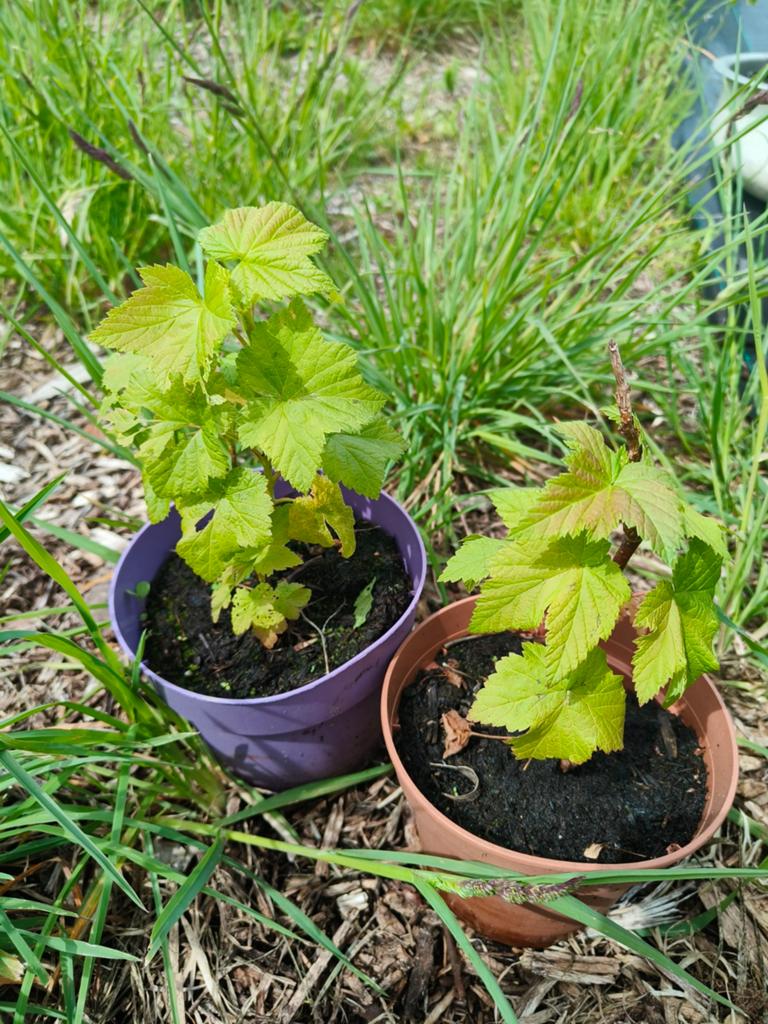 Zwarte bes (Cassis), Tuin en Terras, Planten | Tuinplanten, Ophalen