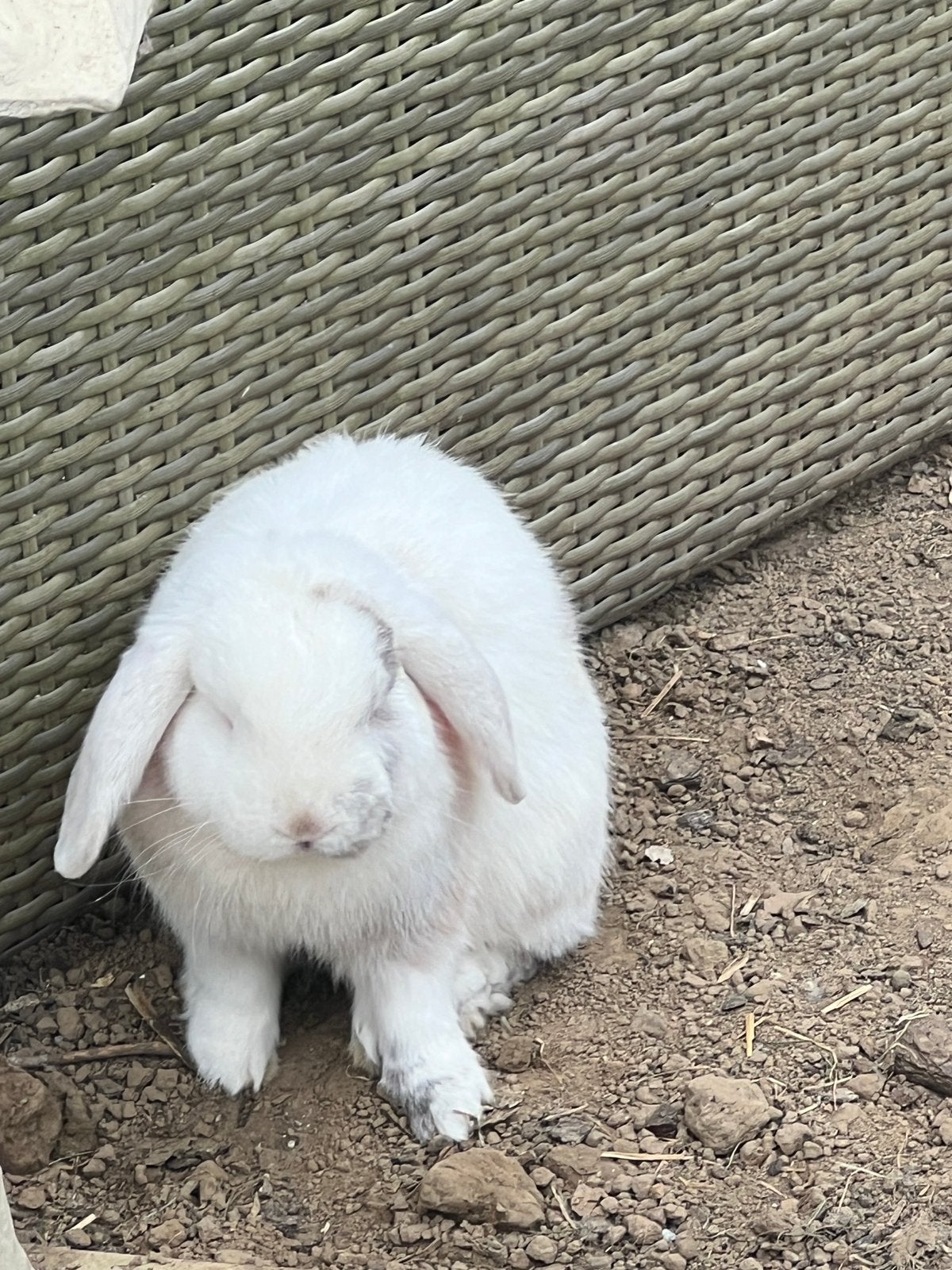 3 konijnen, Dieren en Toebehoren, Konijnen, Vrouwelijk, Middelgroot, 0 tot 2 jaar