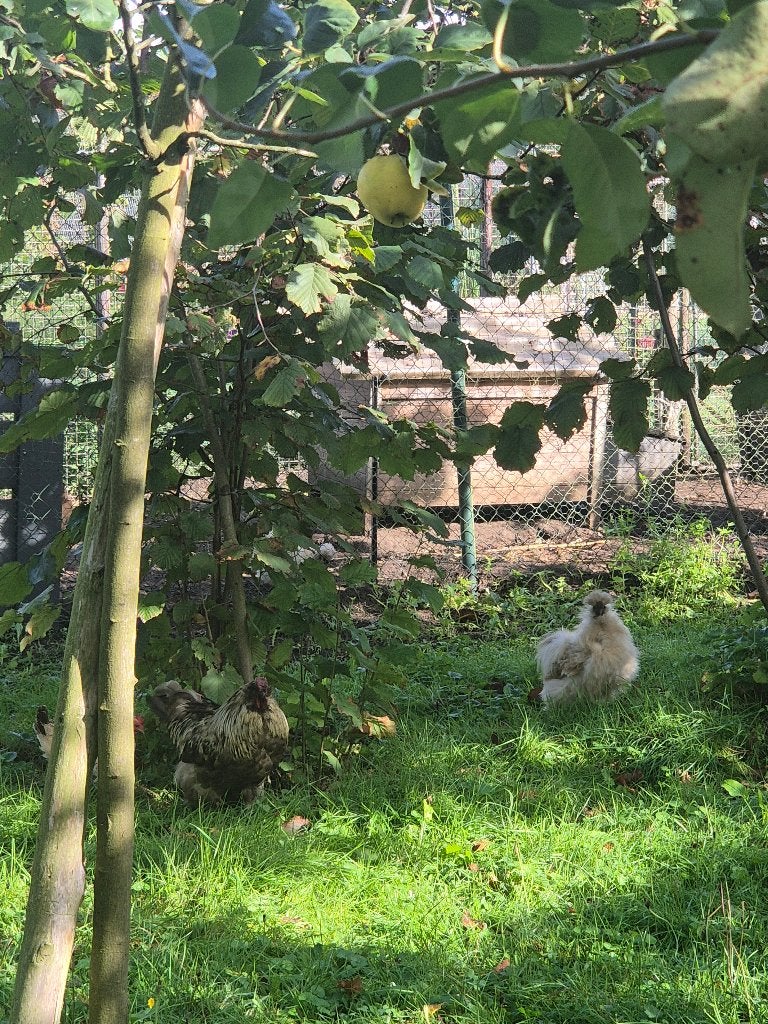 Hanen, Dieren en Toebehoren, Mannelijk, Kip