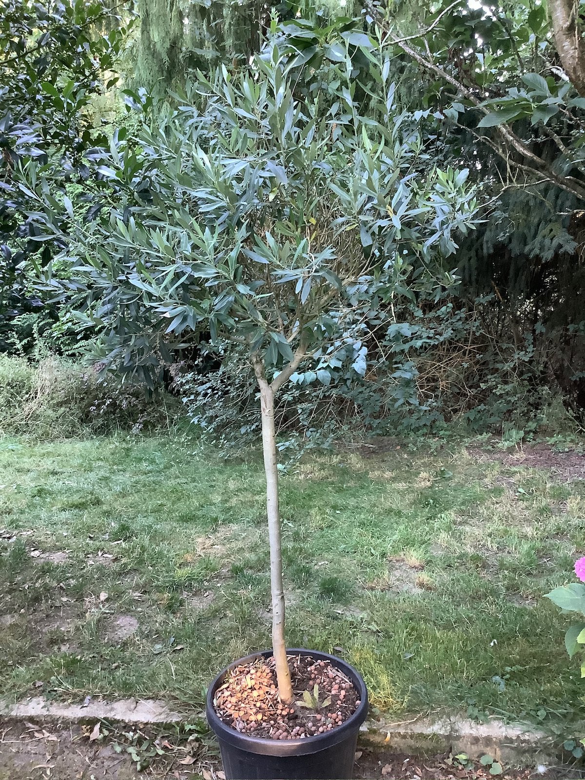 Olijfboom, Ophalen, In pot, Olijfboom, 100 tot 250 cm