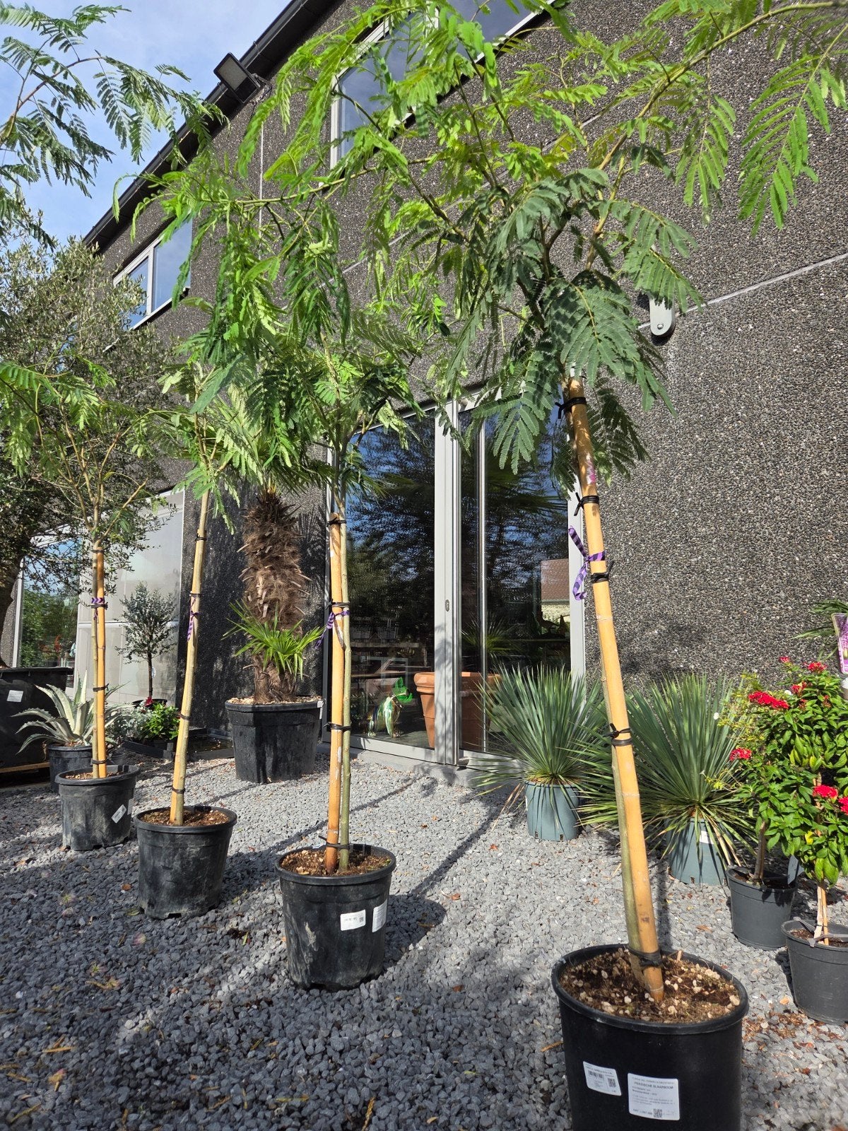Albizia Julibrissin Ombrella - Perzische slaapboom, Tuin en Terras, Ophalen