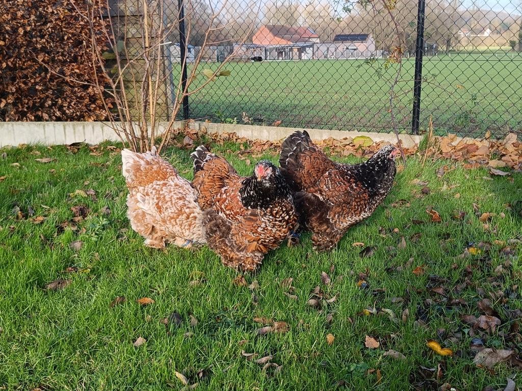 Broedeieren Brahma Roodporselein