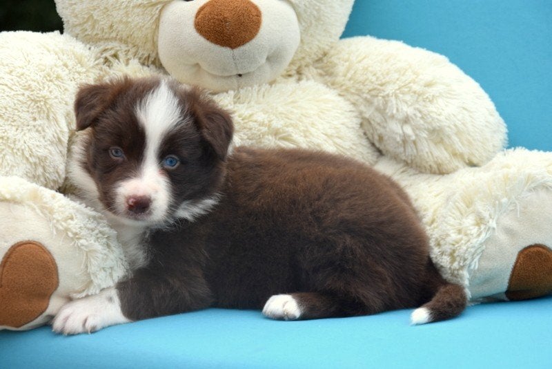 Prachtige Border Collie pup, België, Reu, CDV (hondenziekte), 8 tot 15 weken