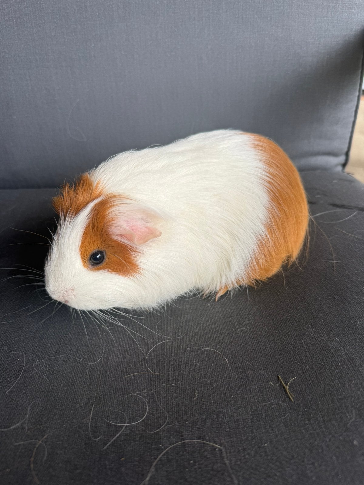 Zeugje, Dieren en Toebehoren, Vrouwelijk, Tam, Maart, Cavia