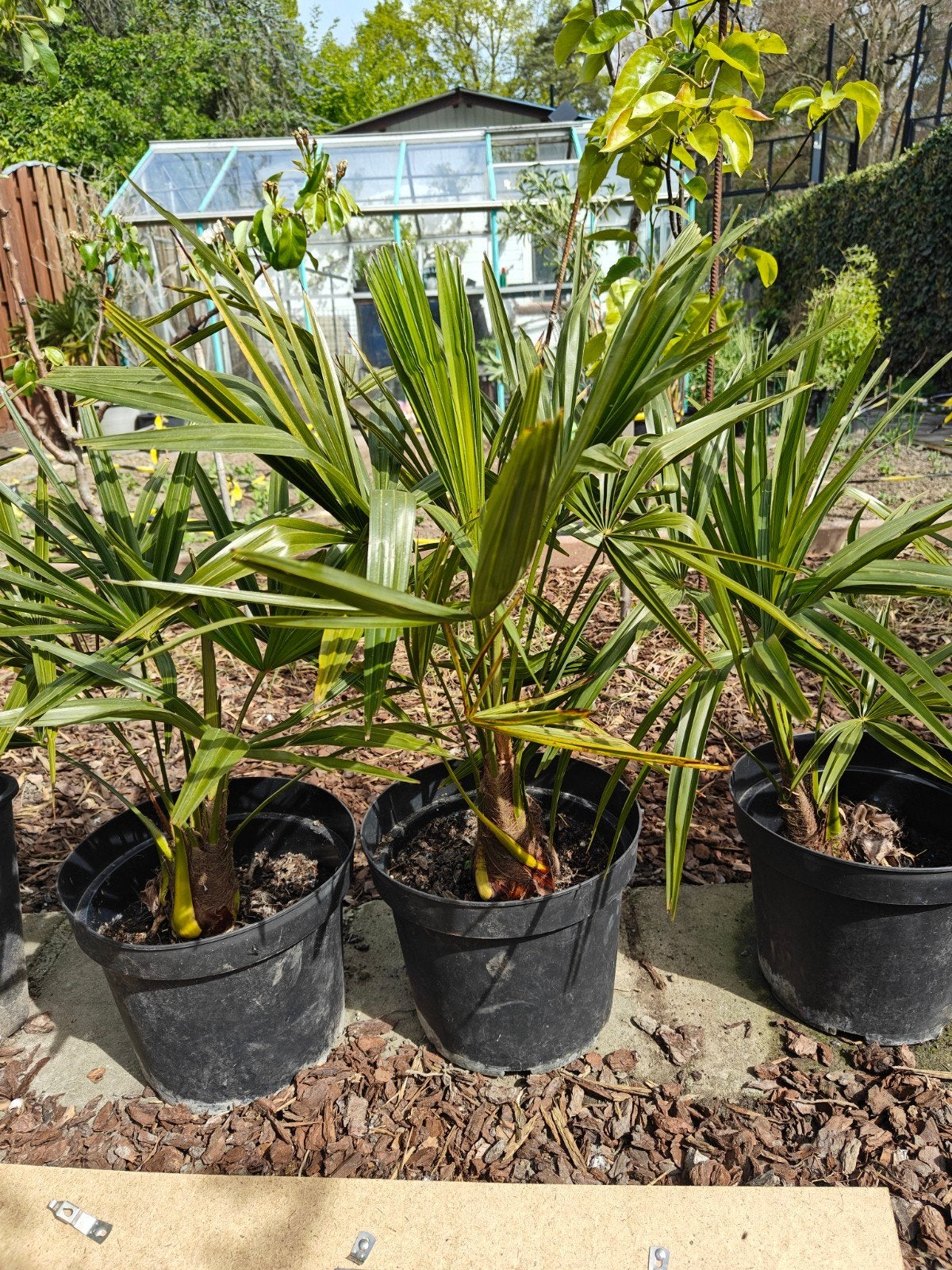 trachycarpus fortunei, Tuin en Terras, Ophalen