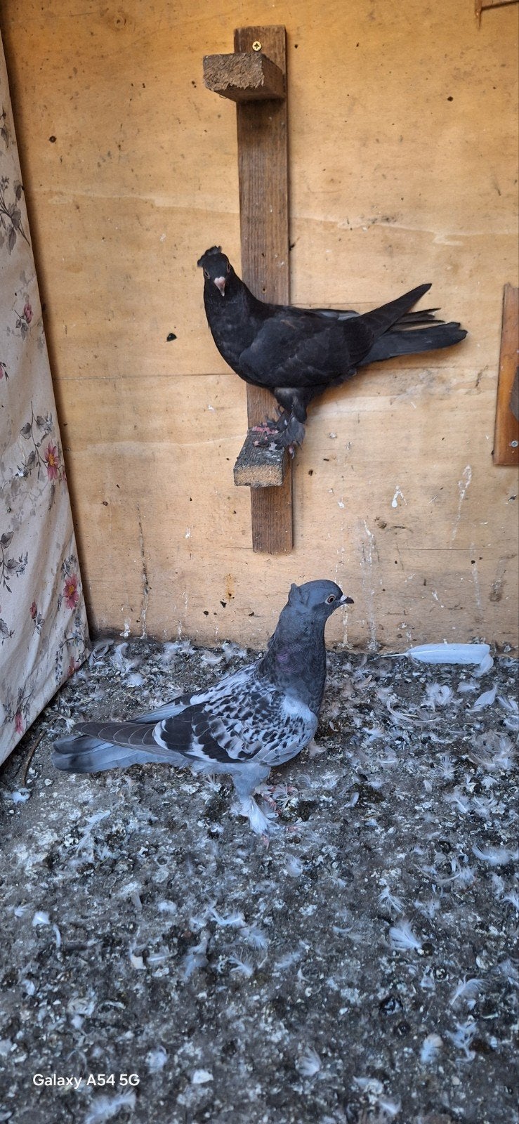 takla, Plusieurs animaux, Pigeon culbutant ou Roller