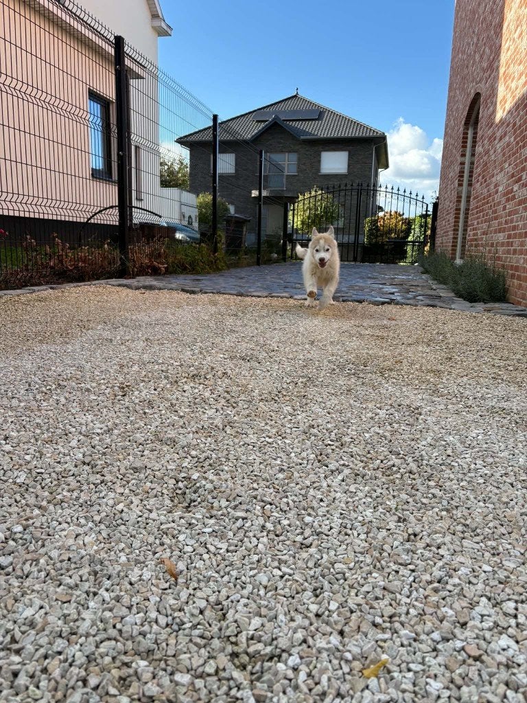 Siberische Husky puppy (reutje) met FCI-stamboom, Dieren en Toebehoren, België, Reu, 8 tot 15 weken, Poolhond