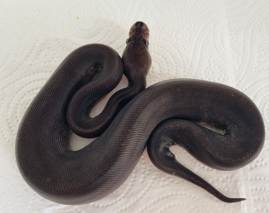 1.0 8 ball ( spotnose gravel clown ) koningspython Ball Python photo 2
