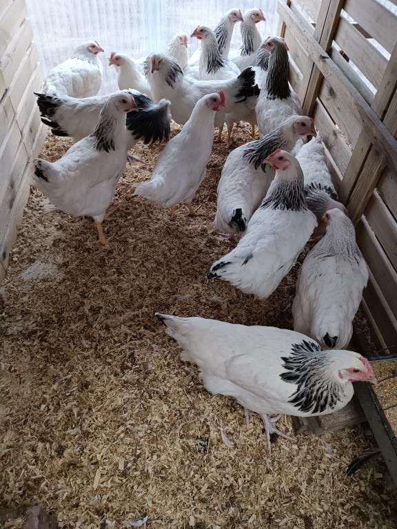 jeunes poules blanches Sussex & Livorgne blanc 0499/082381, Femelle, Poule ou poulet