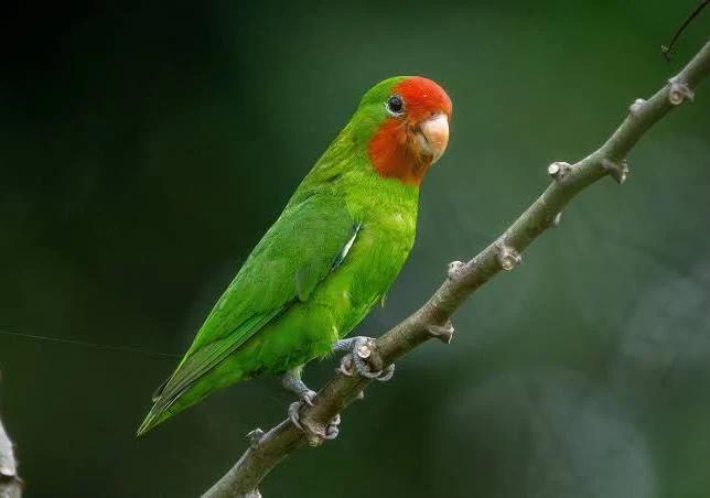 Gezocht: Agapornis pullarius, Dieren en Toebehoren, Meerdere dieren, Dwergpapegaai of Agapornis