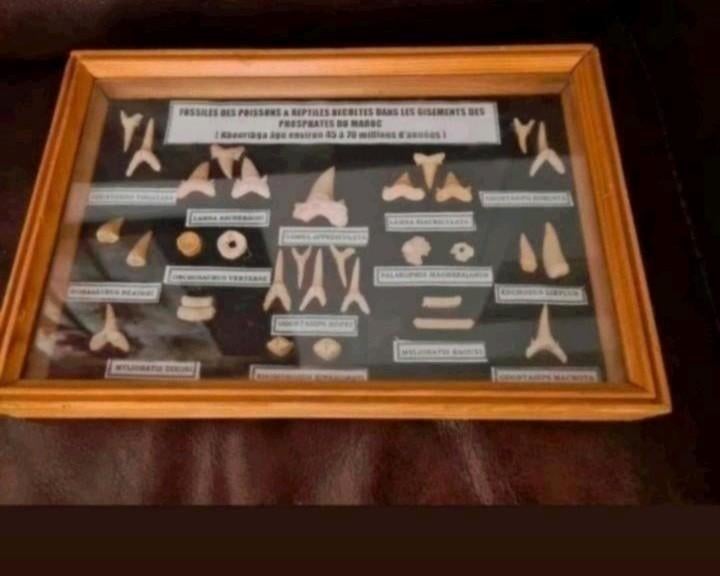 Fossielen Verzameling,, Verzamelen, Ophalen of Verzenden