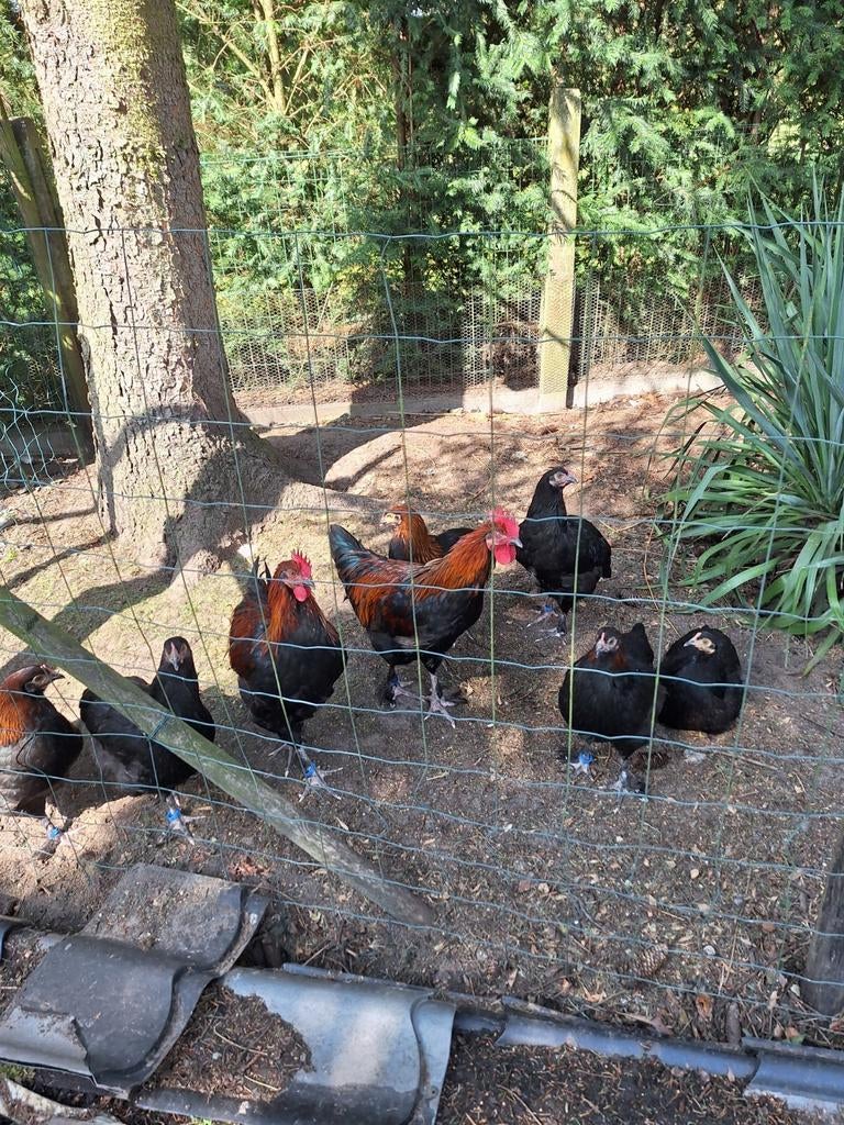 Broedeieren van marans zwart kperhals