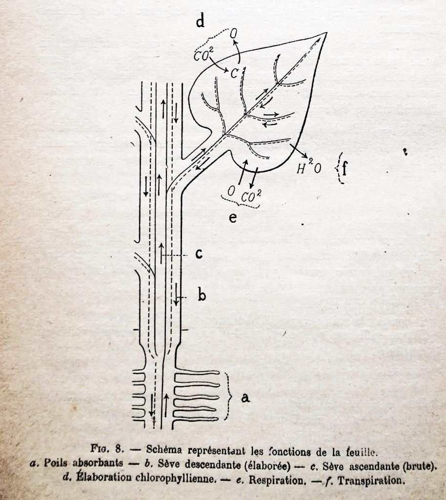 Leçons-Modèles (1à3) / Notions de Physiologie-Engrais - 1915, Livres, Science, Utilisé, Sciences naturelles, Enlèvement ou Envoi