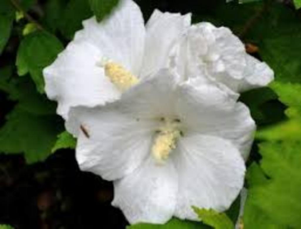 althea planten, Ophalen, Zomer, Vaste plant, Halfschaduw