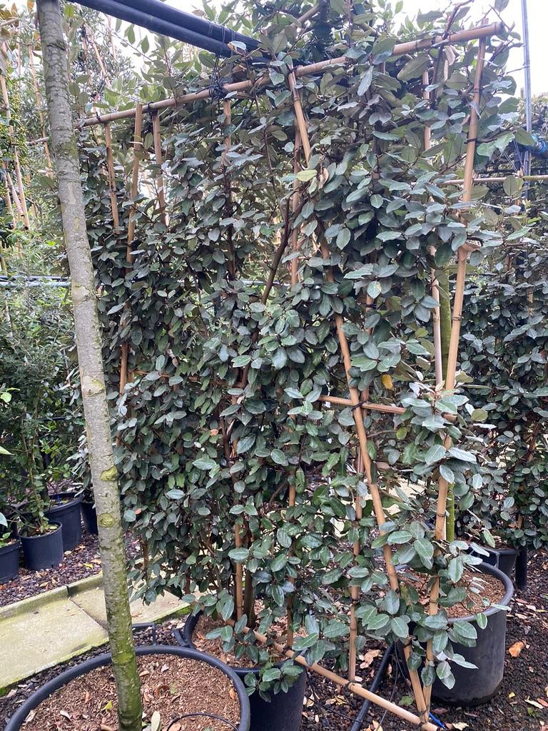 Elaeagnus ebbingei. Leiscreens met bamboescherm, Tuin en Terras, Ophalen