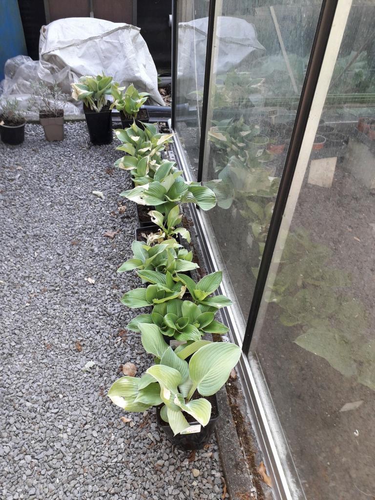 Mooie jonge hosta's, Jardin & Terrasse, Plantes | Jardin, Été, Enlèvement
