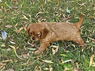 Cavalier king charles spaniel pups, Dieren en Toebehoren, Parvo, België, Overige rassen, 8 tot 15 weken
