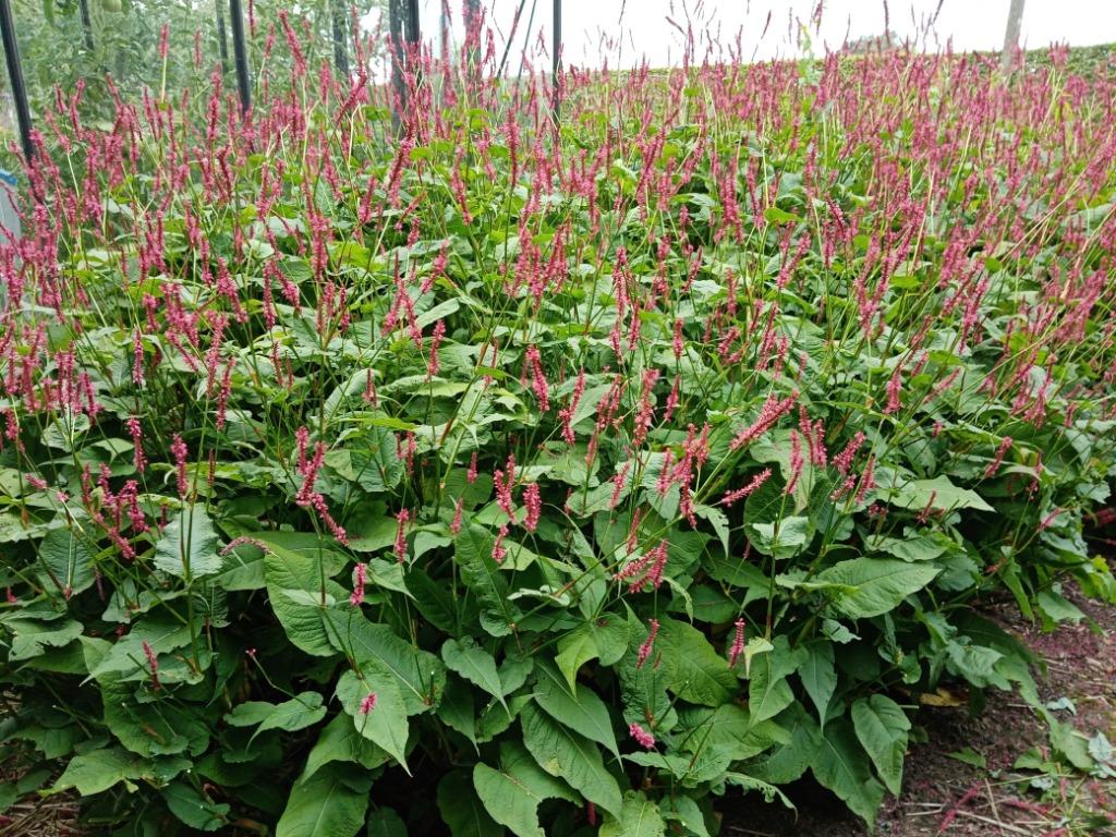 Vaste plant 1m, Volle zon, Vaste plant, Zomer, Ophalen