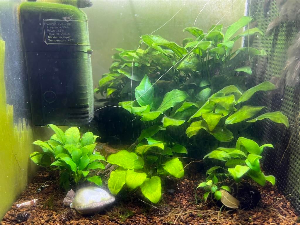 Aquariumplanten Anubias, Dieren en Toebehoren, Vissen | Aquaria en Toebehoren, Zo goed als nieuw, Plant(en), Steen of Hout