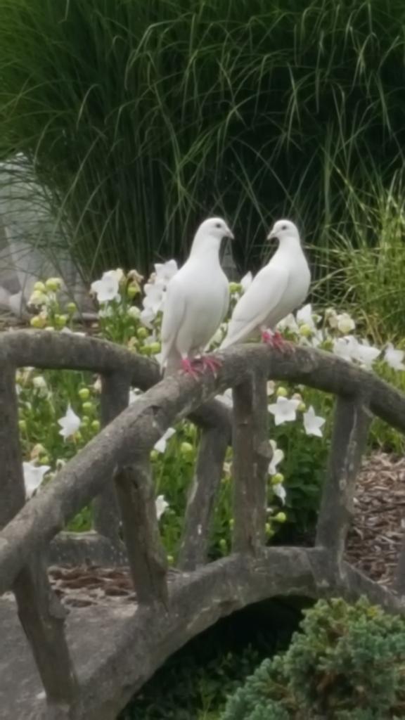 Witte reisduiven