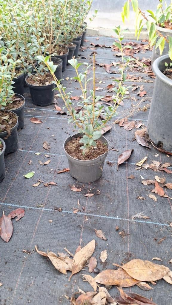 ‼️Osmanthus Burkwoodii 30+ planten aan PROMOprijzen‼️, Enlèvement, Taxus