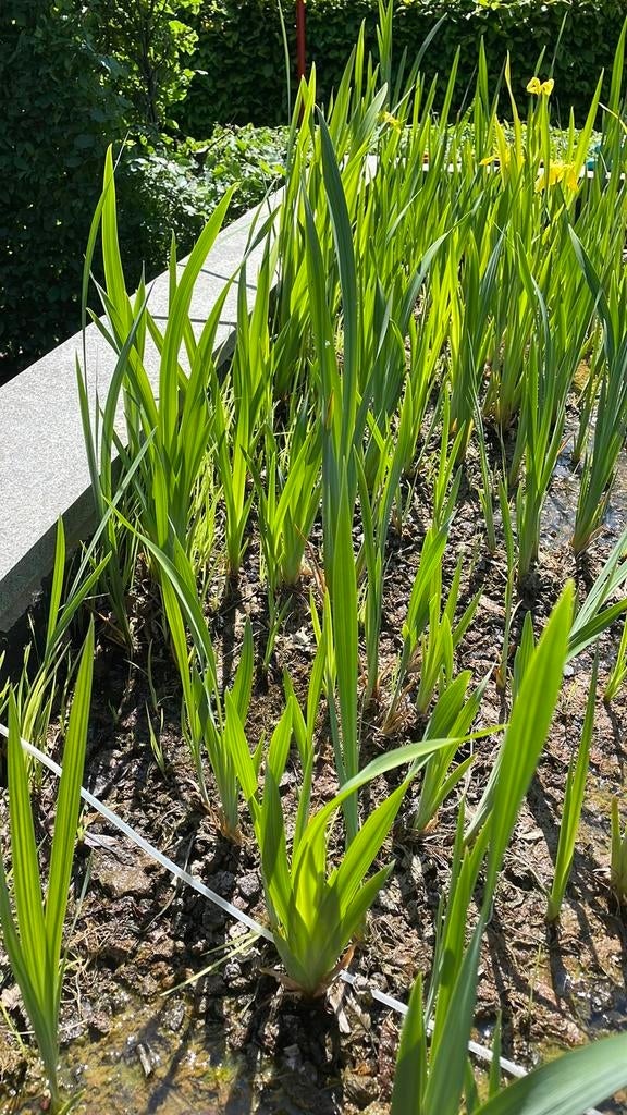 Gele iris te koop, Tuin en Terras, Ophalen, Zo goed als nieuw