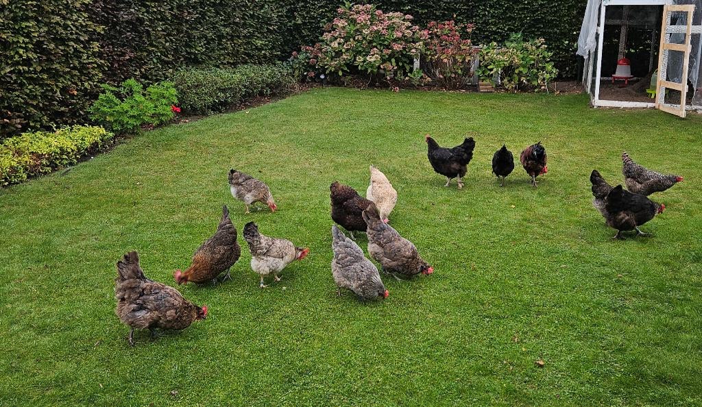 Broedeieren, Dieren en Toebehoren, Pluimvee, Vrouwelijk, Kip