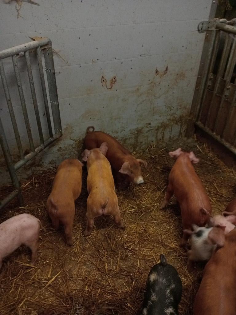 Pakketjes duroc te verkrijgen, Dieren en Toebehoren