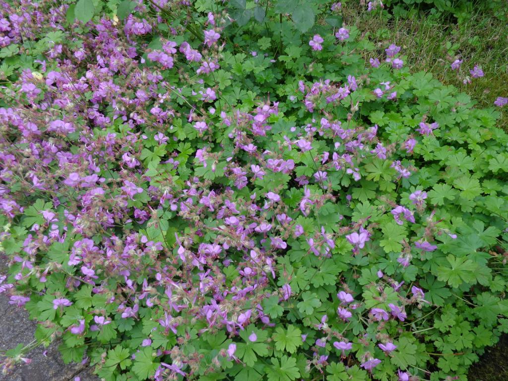 plante : géranium sauvage, vivace (petite motte), Enlèvement, Plante fixe, Mi-ombre, Été