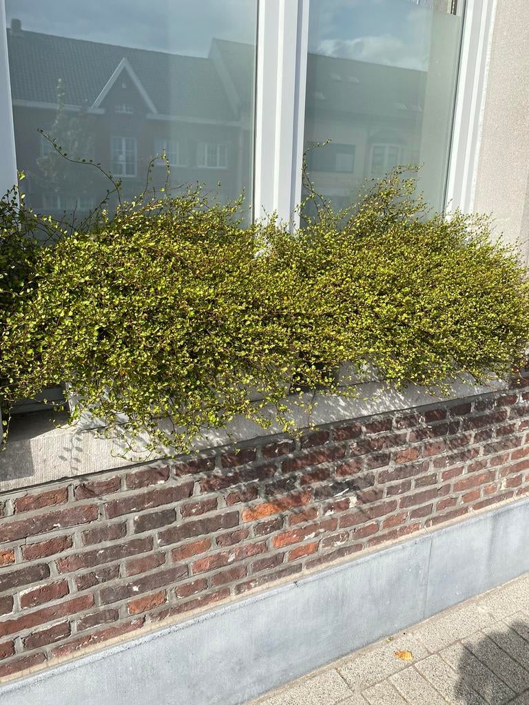 Muehlenbeckia. Vaste Plant UITVERKOCHT, Enlèvement