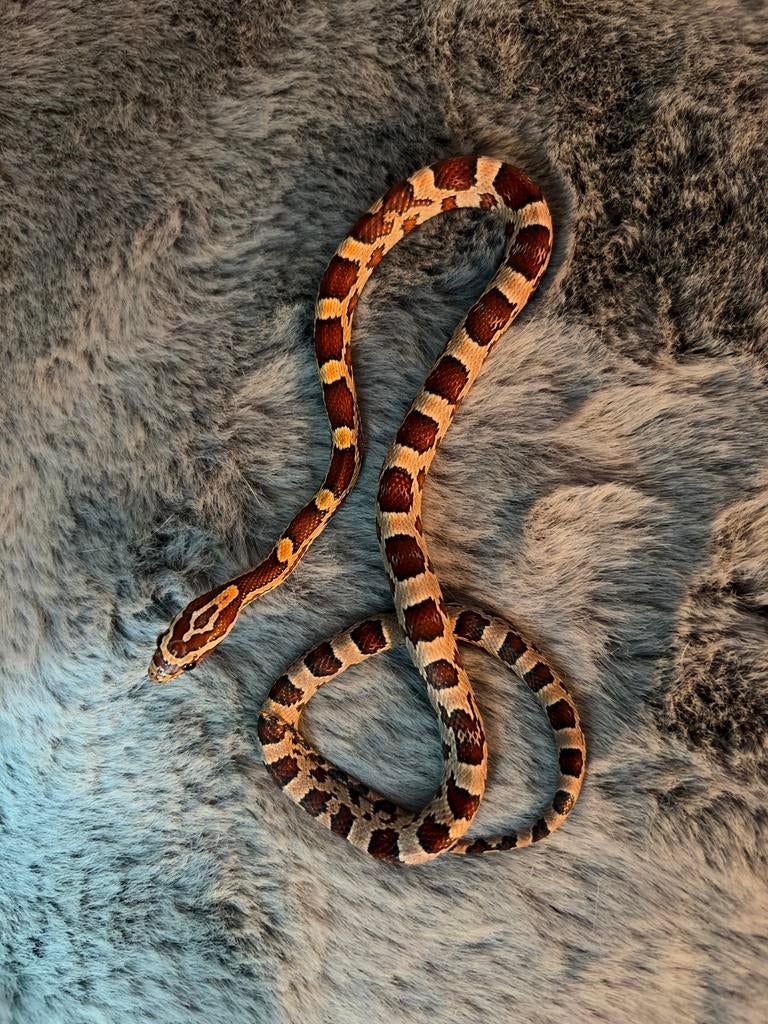 5 Korenslangen normal, Het Amelanistic Het Anerythristic., Dieren en Toebehoren, Reptielen en Amfibieën, Slang, Tam, 0 tot 2 jaar
