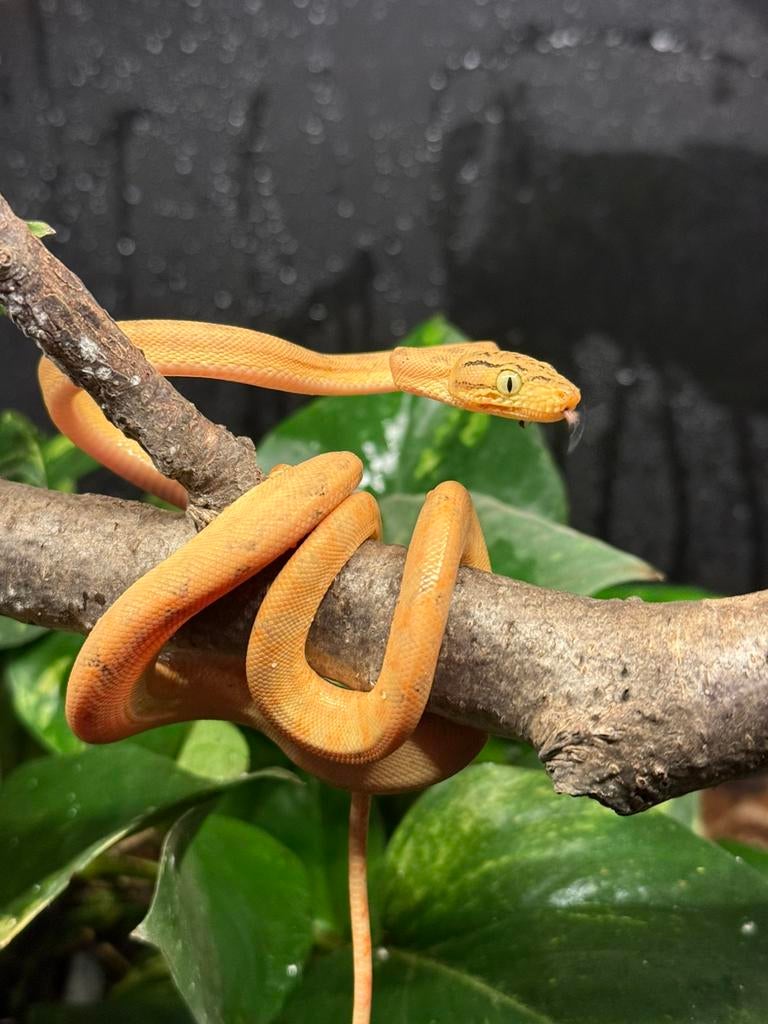 Corallus Hortulanus CB250101 01, Animaux & Accessoires, Reptiles & Amphibiens, Serpent, 0 à 2 ans
