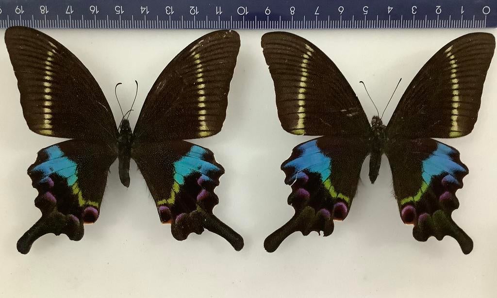 Papilio krishna, 12€/ exemplaar, Ophalen of Verzenden, Zo goed als nieuw