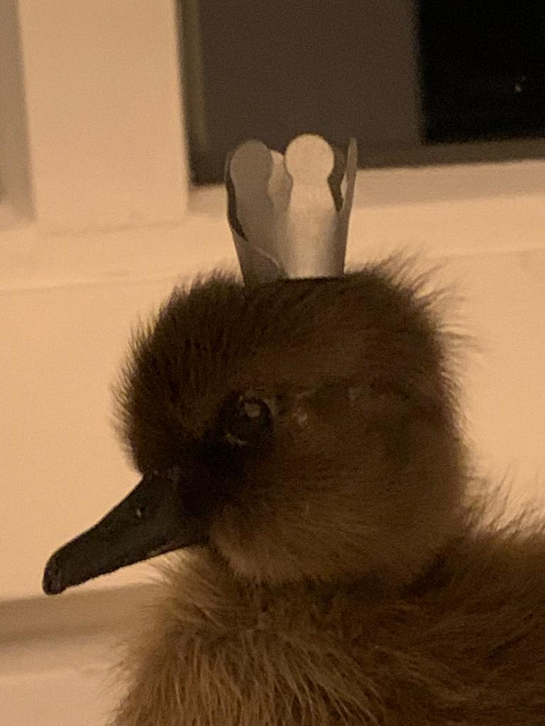 Uniek Taxidermie eendenkuikentje stolp, Enlèvement ou Envoi, Neuf, Animal de ferme, Animal empaillé