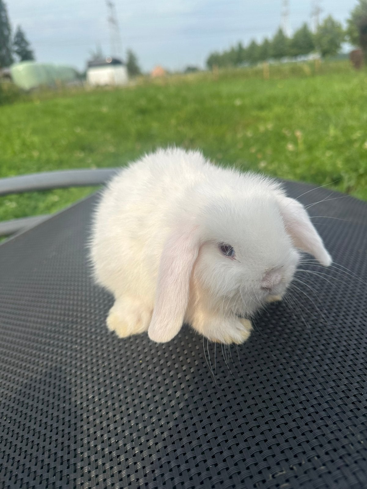 Minilop blauwoog  voedster stamboom, Femelle, Nain, Oreilles tombantes, 0 à 2 ans