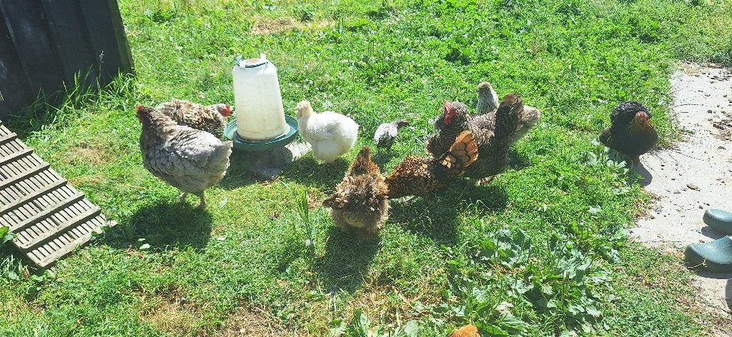 12 sierkippen + volledige uitrusting !, Dieren en Toebehoren, Pluimvee, Kip, Meerdere dieren