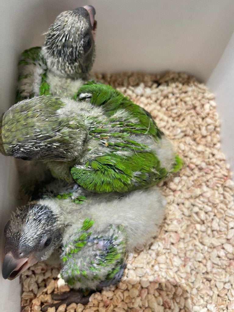 Tamme bonte boer, Dieren en Toebehoren, Geslacht onbekend, Parkiet, Pratend