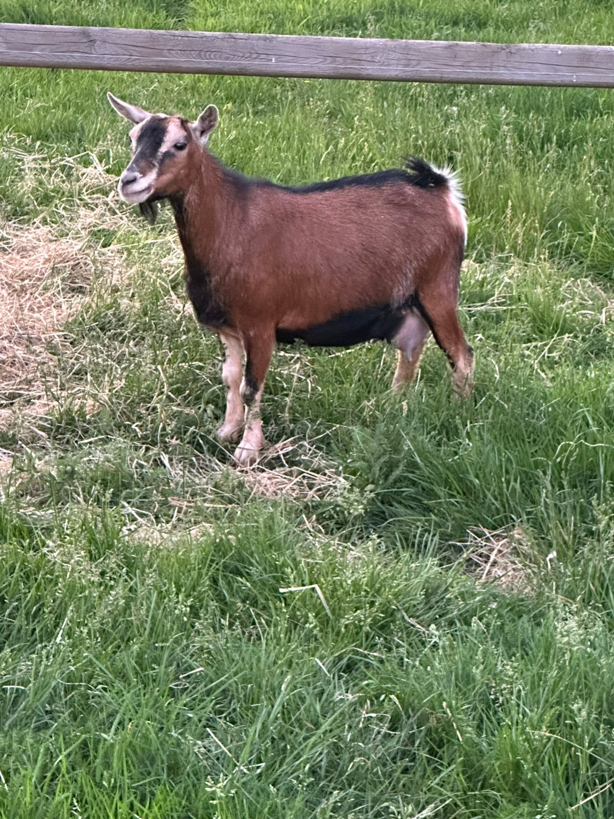 Dwerggeit mieke, Femelle, Chèvre, 0 à 2 ans