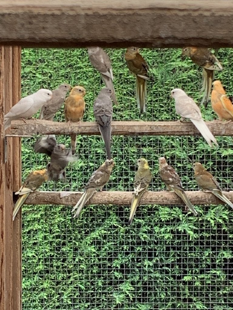 roodrug parkieten, Dieren en Toebehoren, Meerdere dieren, Parkiet