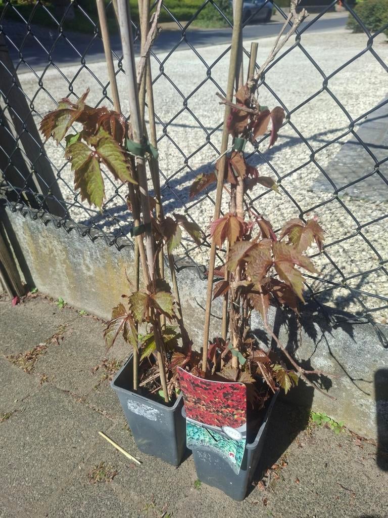 Klimplanten, Ophalen, Klimplanten