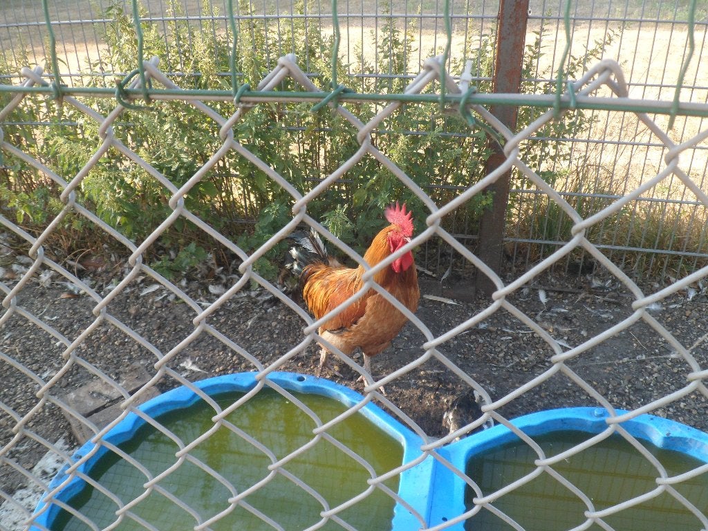 sierhanen, Dieren en Toebehoren