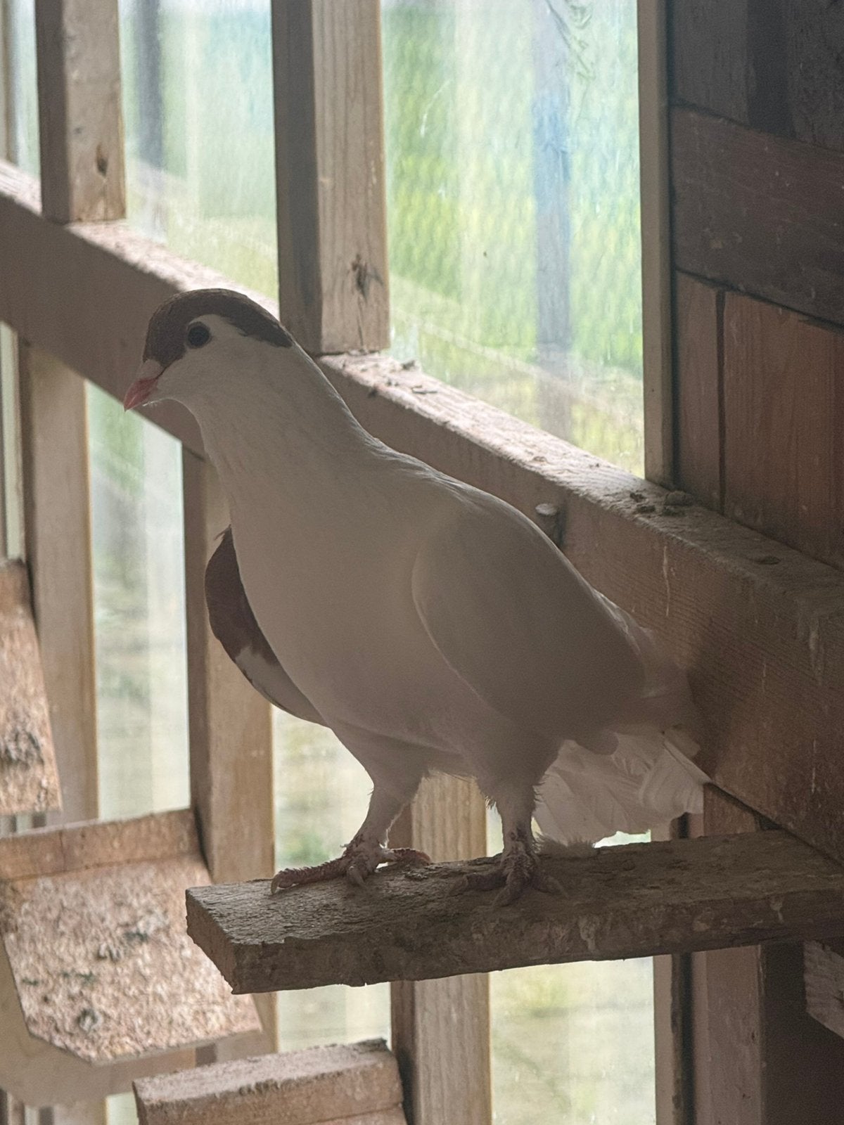 Afghan duiven, Dieren en Toebehoren
