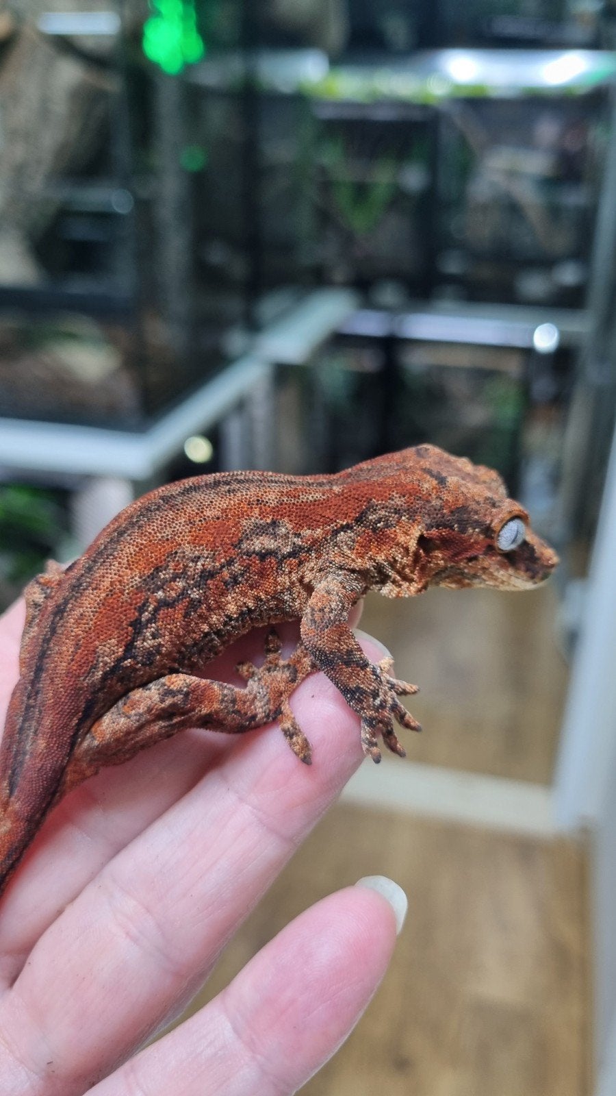 Rhacodactylus Auriculatus Gargoyle 1.0, Dieren en Toebehoren