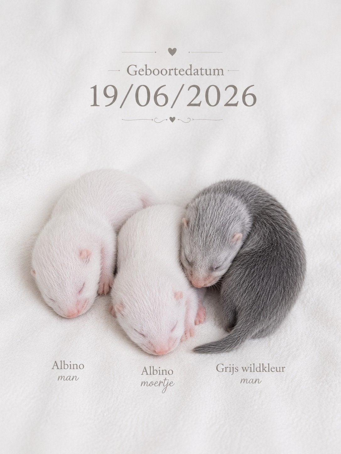 Liefdevol opgevoede frettenpups beschikbaar, Fret, Juni, Meerdere dieren, Tam