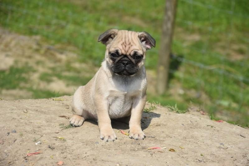 Mops pupje, Parvo, België, 8 tot 15 weken, Meerdere