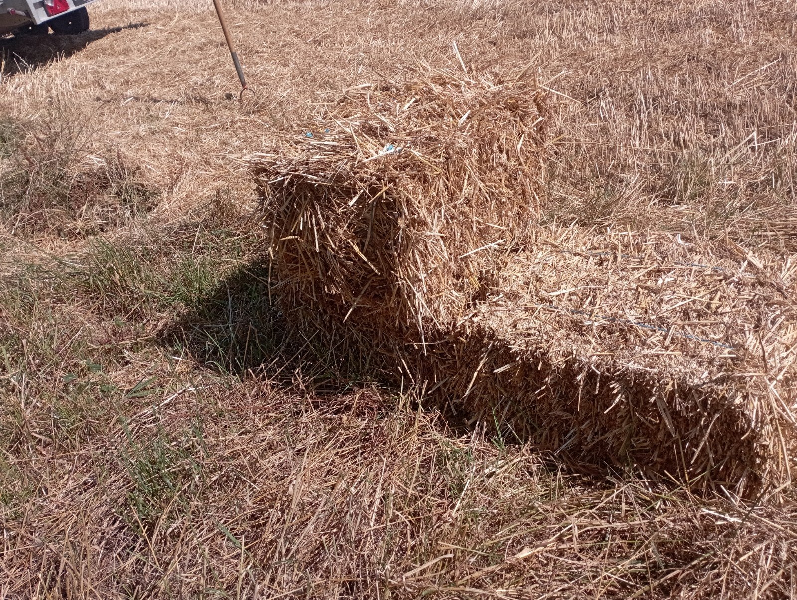 Petits ballots de paille, Articles professionnels, Agriculture | Aliments pour bétail